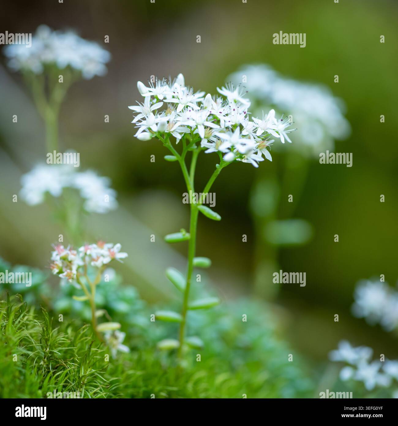 Un gruppo di piccoli fiori bianchi a forma di stella di pietra l'album Sedum fiorisce su succulento gambo in un giardino roccioso alpino con il morbido bokeh Vinschgau Ita Foto Stock