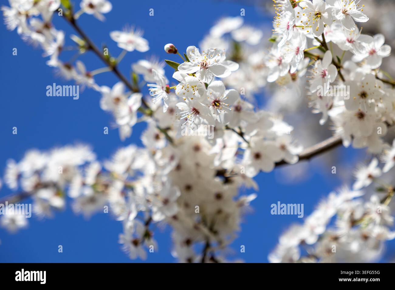 Vista macro dei delicati fiori di primavera bianca sui rami degli alberi contro un cielo blu brillante, catturando la fresca essenza della crescita stagionale, bellezza naturale Foto Stock