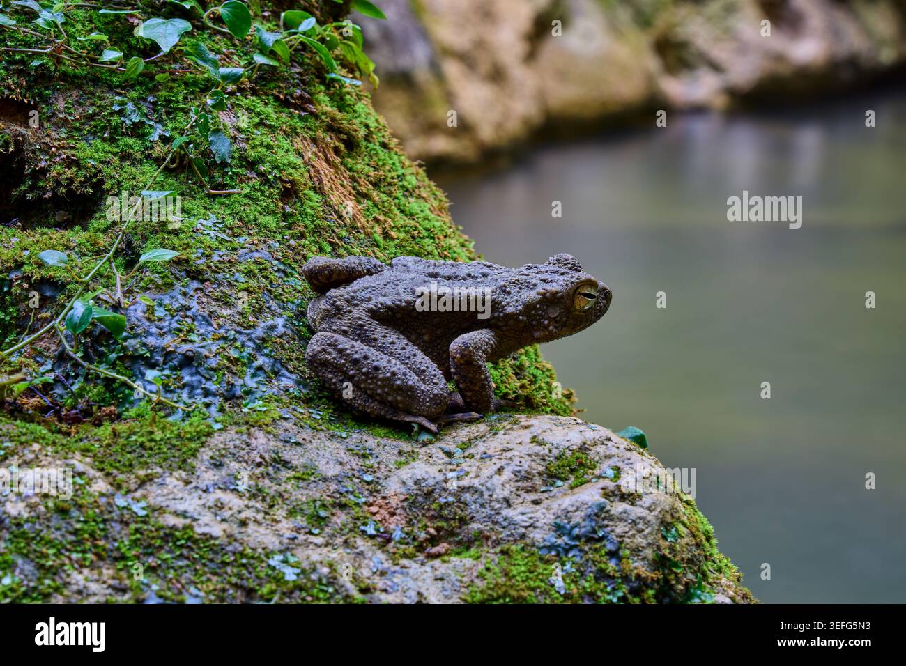 Asiatico Gigante Toad seduto sul muschio verde Foto Stock