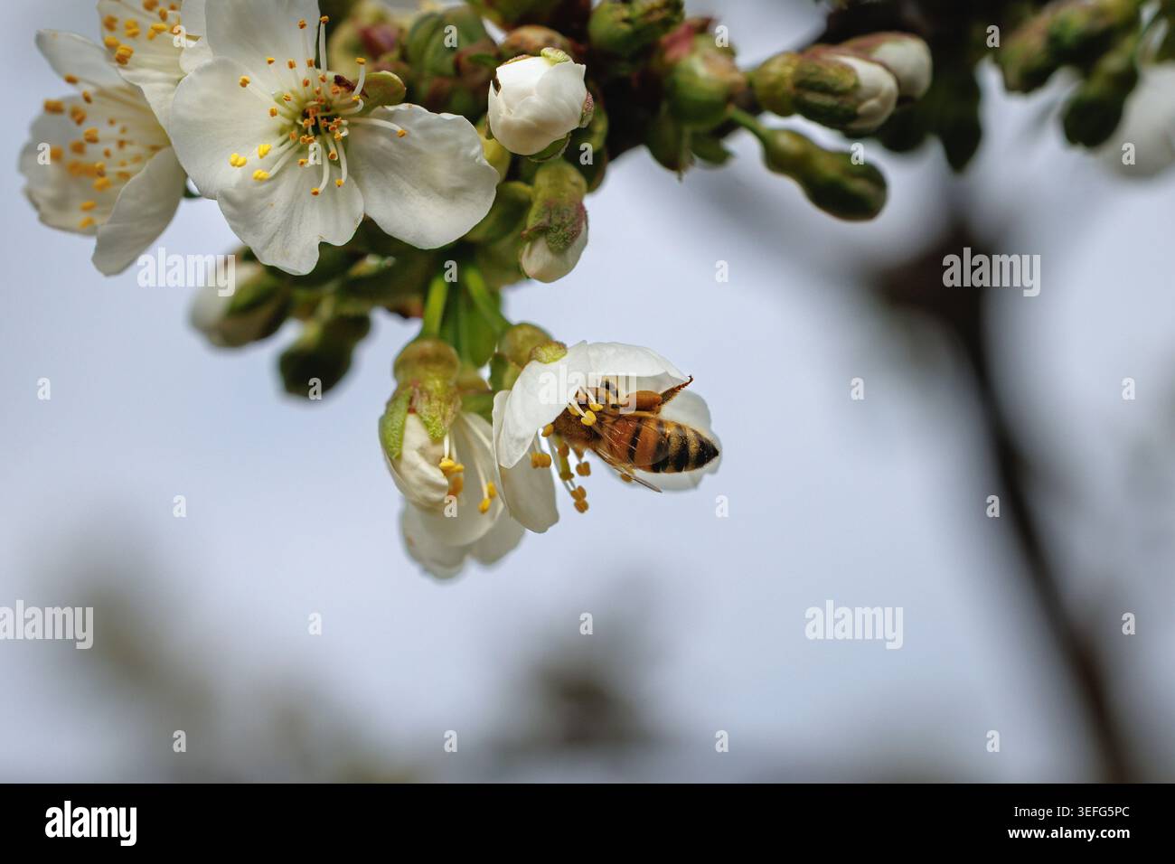 Macro shot di un'ape che raccoglie il nettare dai fiori di ciliegio bianco in un frutteto primaverile Foto Stock