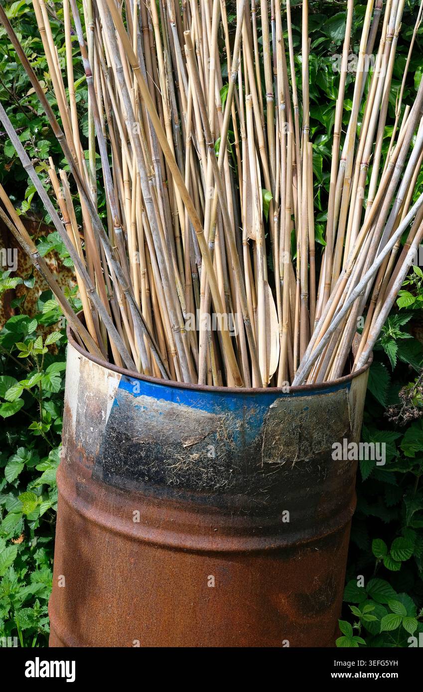 canne da giardino in vecchio fusto di olio arrugginito su terreno riparatorio, norfolk, inghilterra Foto Stock