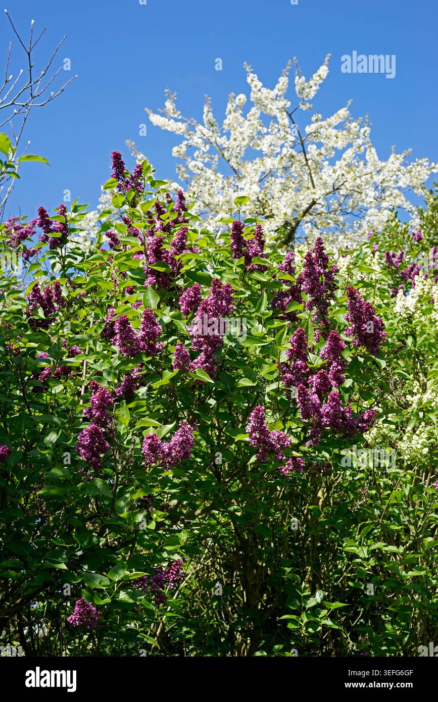 Lillani in fiore nel giardino (ciliegio sullo sfondo contro un cielo blu). L'orto di Suzanne, Pays de la Loire, Francia. Foto Stock