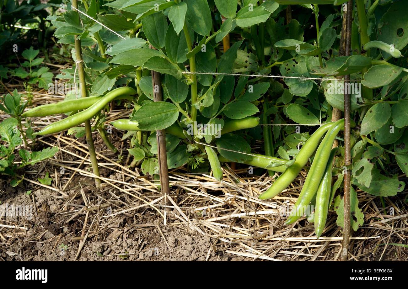 Fagioli larghi nell'orto (orto di Suzanne, Pays de la Loire, Francia). Foto Stock