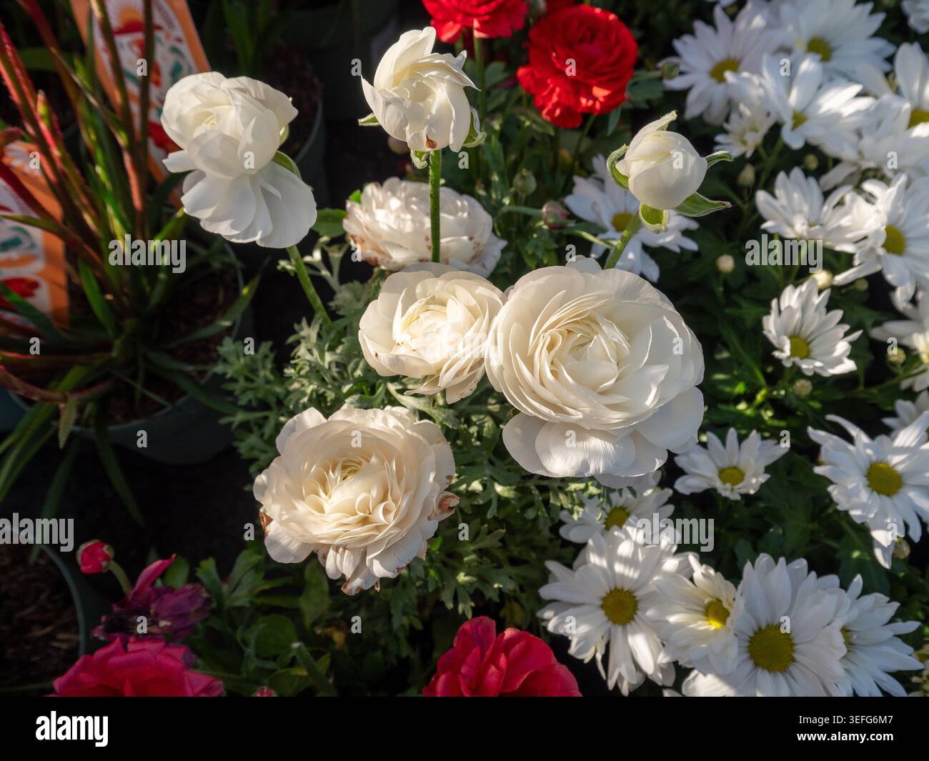 Primo piano di eleganti coppe bianche persiane con delicati petali arricciati. La composizione presenta fiori e boccioli aperti, circondati da margherite e. Foto Stock