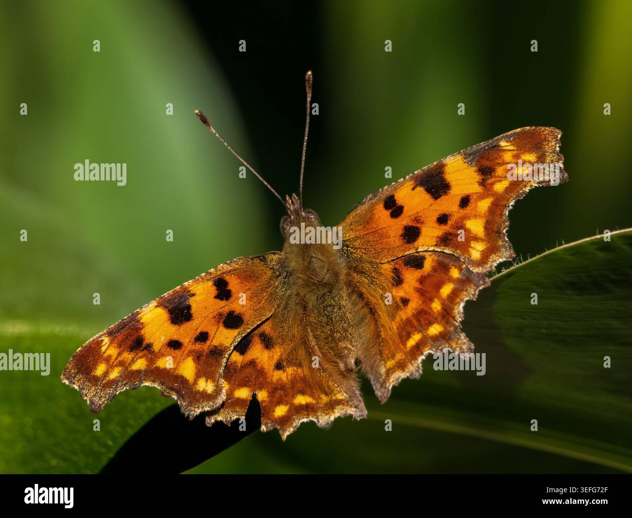 Farfalla virgola su foglia verde come sfondo. Polygonia c-album dettagliato macro girato sul prato primaverile in estate. Polygonia c-album insetto sul fogliame concetto di natura organica Foto Stock