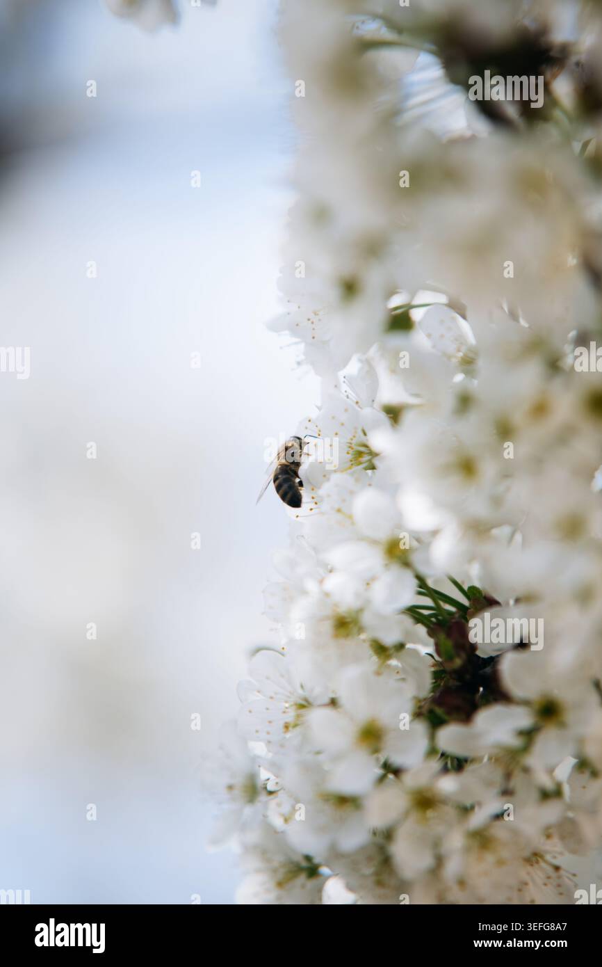 Ramo di fiori di ciliegio bianco impollinante per api Foto Stock