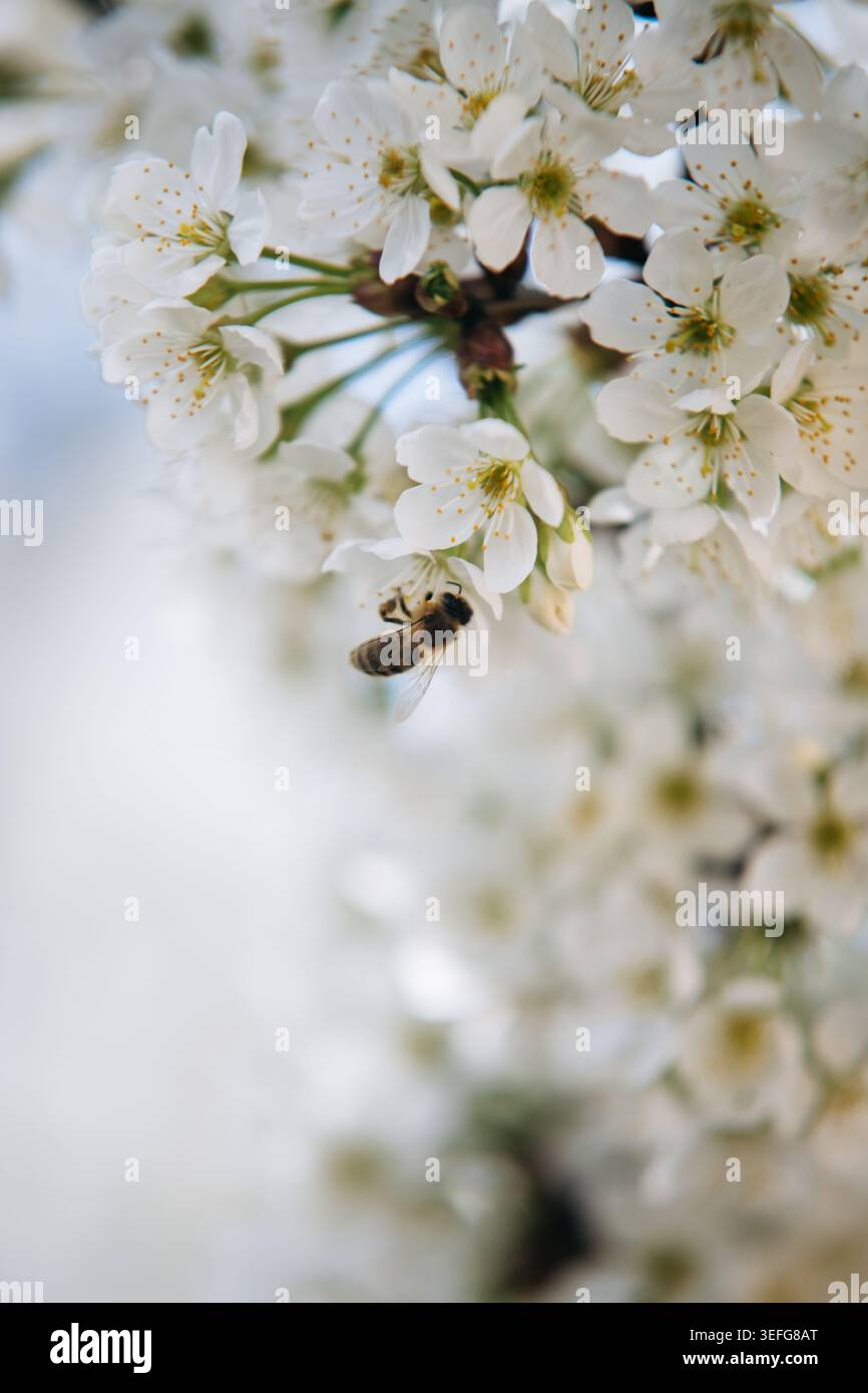 Primavera di fiori di ciliegio bianco Nectar Foto Stock