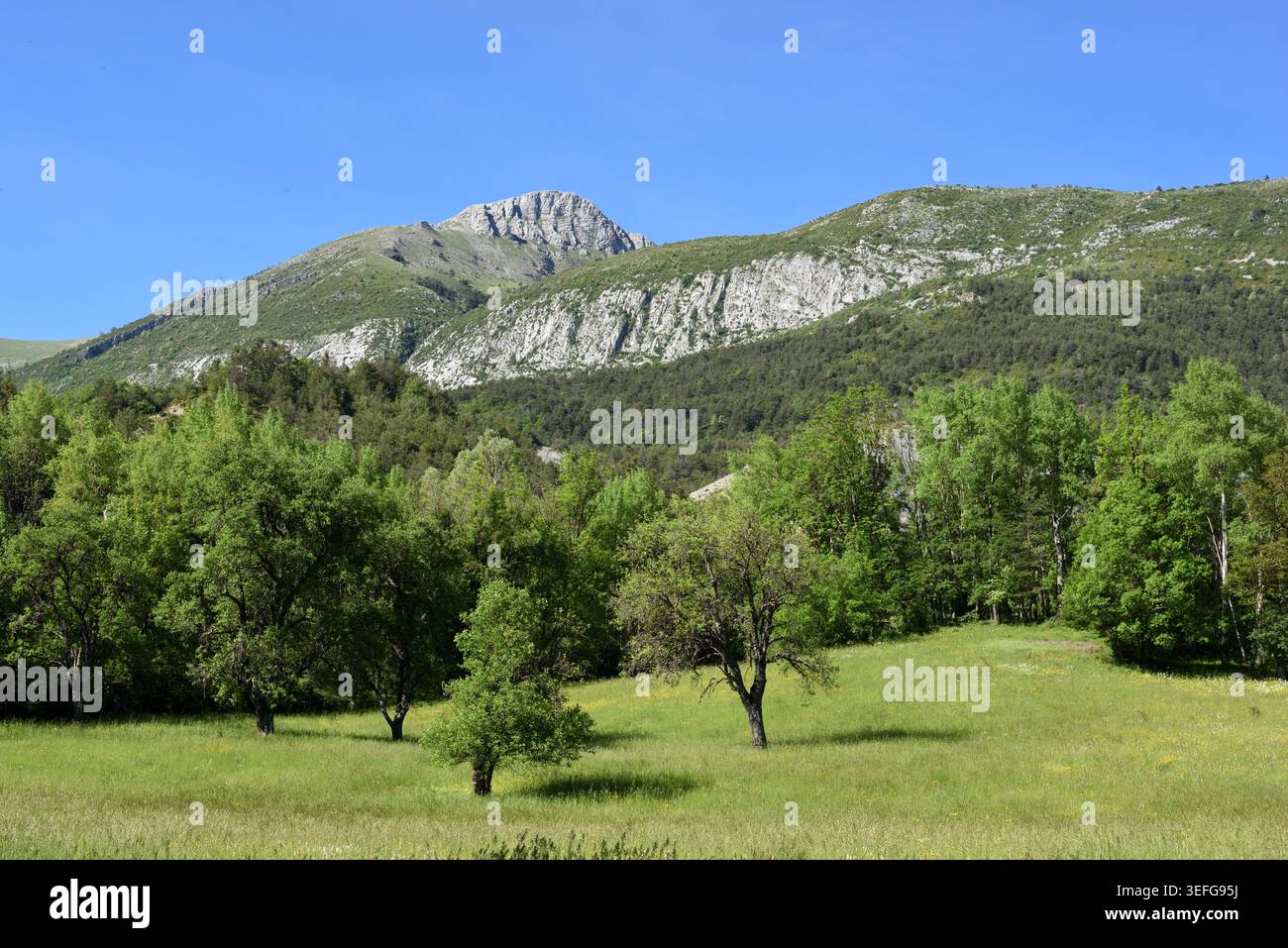 Verdi colline, campi e pascoli ai piedi delle Alpi francesi o delle Alpi inferiori nel Parco regionale del Verdon Blieux Alpes-de-Haute-Provence Foto Stock