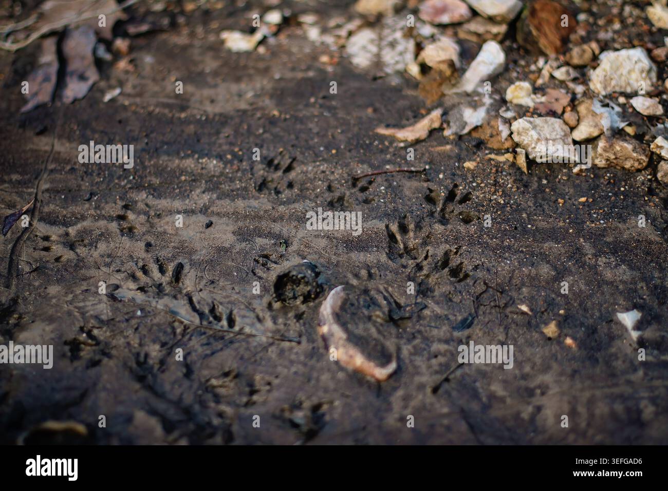 Impronte di procione nel Muddy Creek Bed Foto Stock