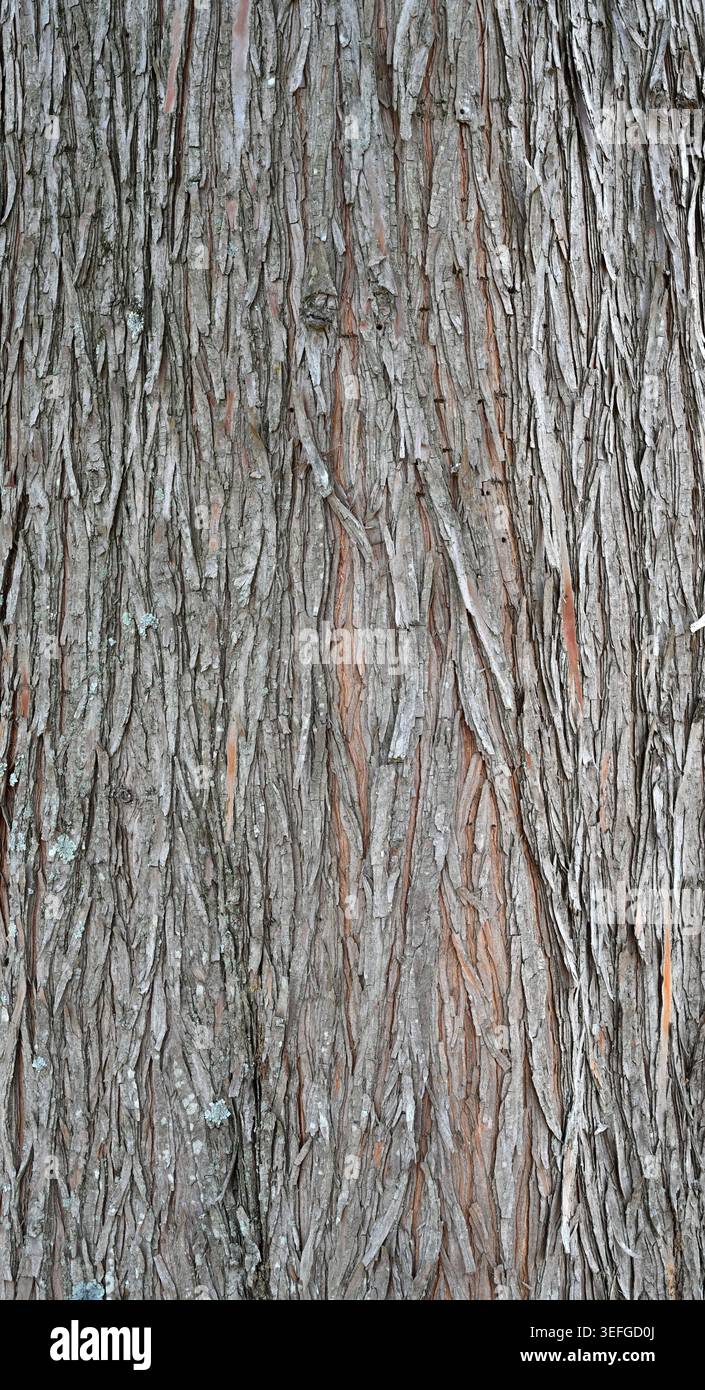 Corteccia degli alberi con lunghe e strette fessure che formano la superficie naturale, mostrando bordi arricciati che rivelano legno marrone più chiaro Foto Stock