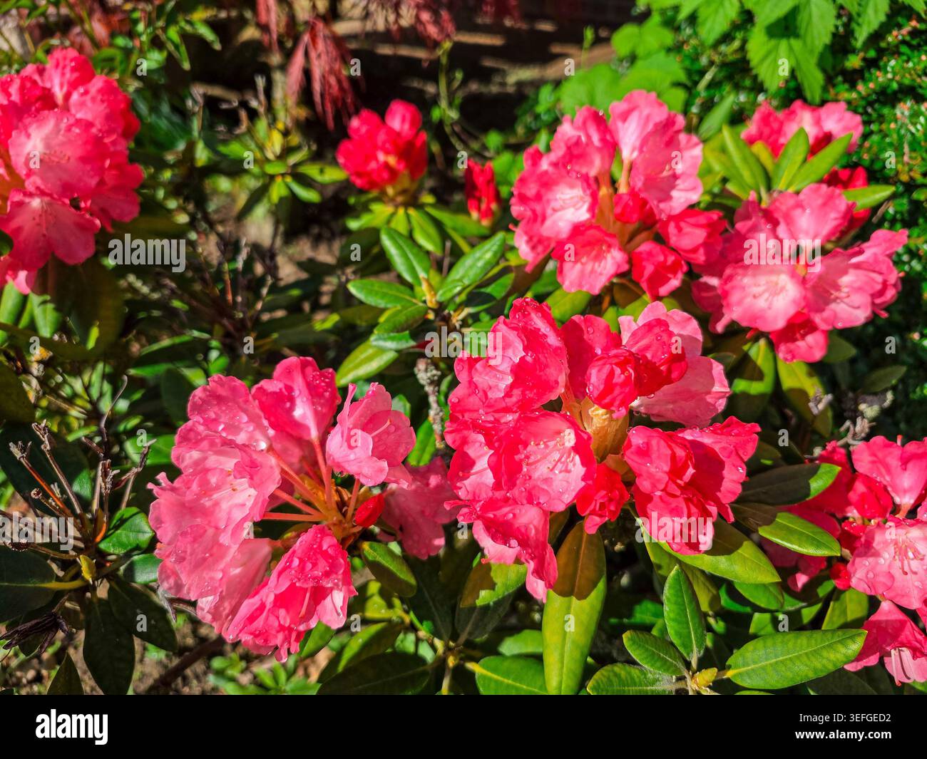 Fiori di rododendro rosa brillanti fioriscono in un letto da giardino circondato da foglie verdi lucide e illuminato dalla luce diretta del sole Foto Stock