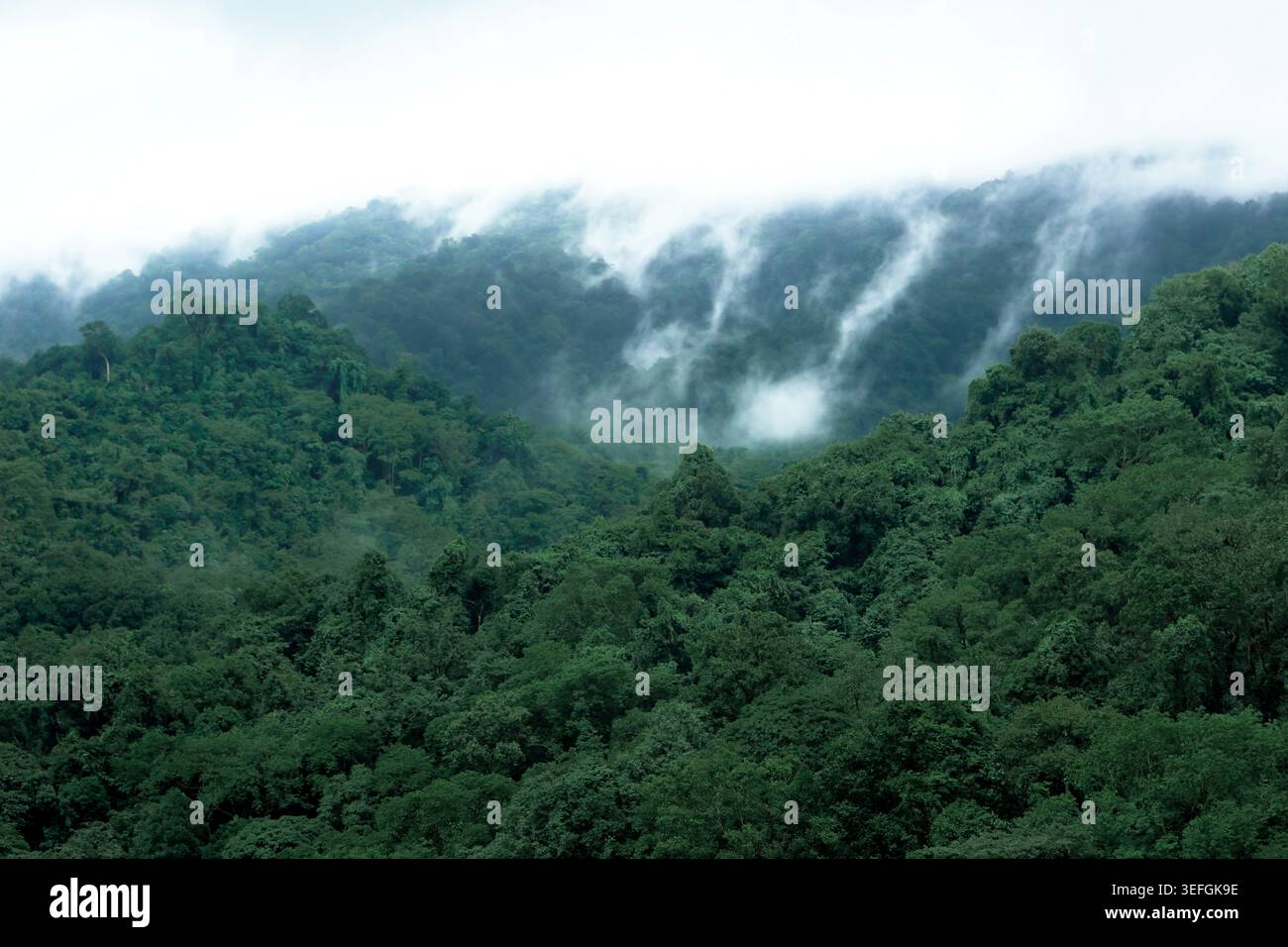 Green Hills di Coorg Foto Stock