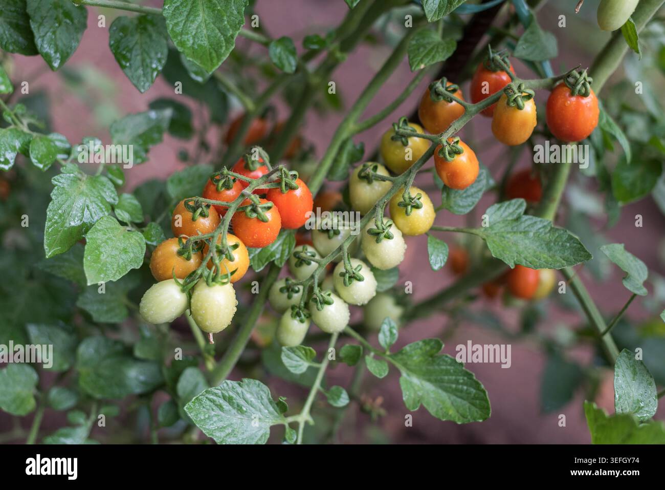 Primo piano orizzontale di pomodori ciliegini colorati che crescono in grappoli sulla pianta. Pomodori rossi maturi e piccoli pomodori verdi illuminati dalla luce naturale Foto Stock