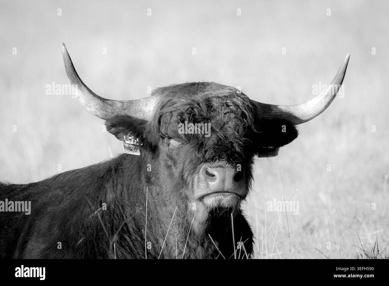Un toro delle Highland che riposa su un prato verde. Il lungo cappotto e le corna forti sono caratteristiche di questa razza di bestiame resistente. Rurale naturale Foto Stock