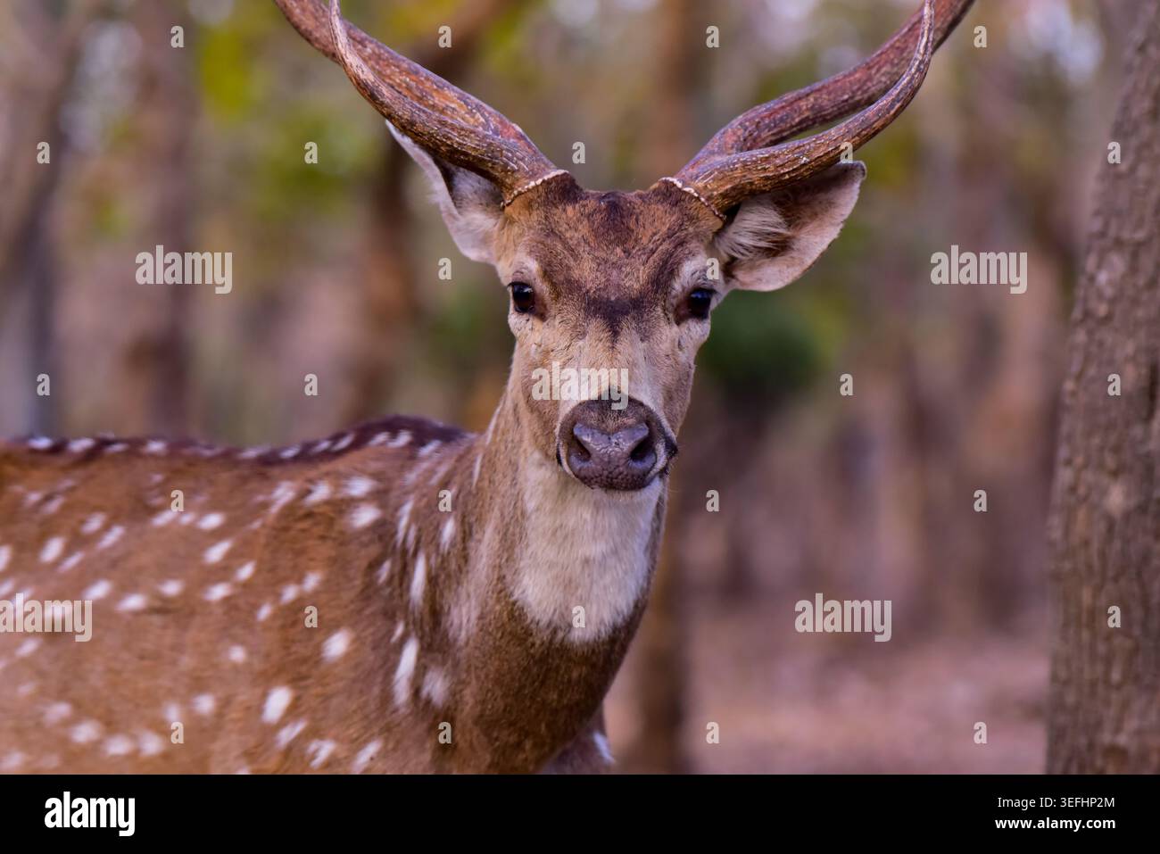 Ritratto di cervi in piedi sul campo. Foto Stock
