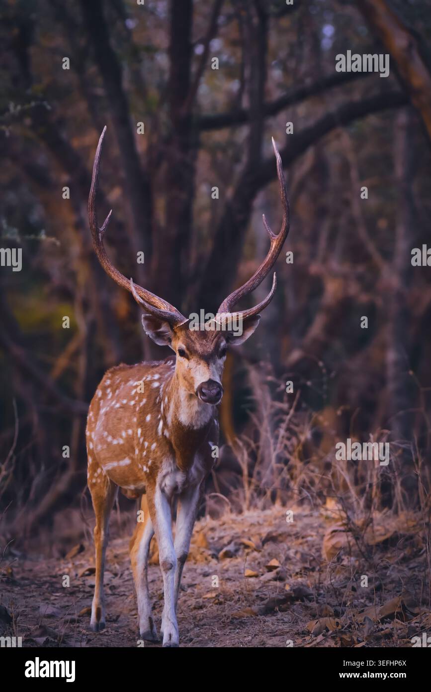 Ritratto di cervi in piedi sul campo. Foto Stock