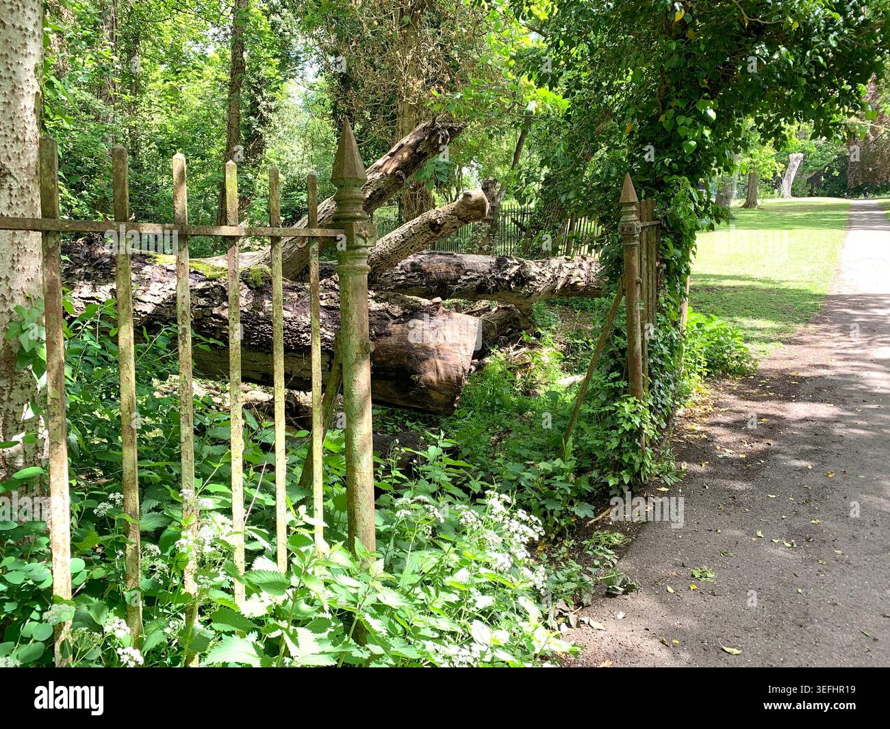 t Abington Park Northampton, Inghilterra, boschi con scherma vittoriana in vecchio stile in un pomeriggio mite nel sentiero ombreggiato e alberi del paesaggio britannico Inghilterra - Immagine stock catturata con smartphone