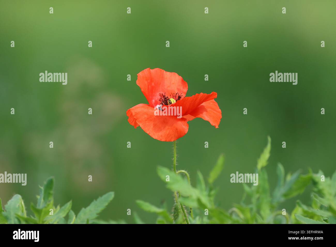 Papavero comune, bel fiore rosso nel campo Foto Stock