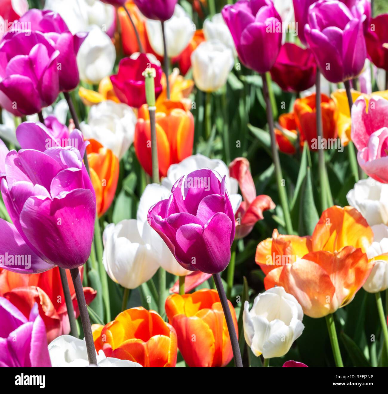 Primo piano di tulipani colorati che ondeggiano nella brezza Foto Stock