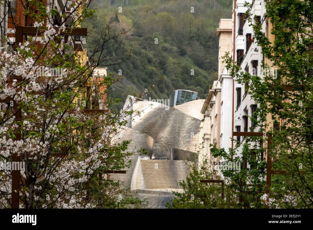 Vista delle curve in titanio del Guggenheim Museum Bilbao incorniciate da fioriture di ciliegio ed edifici urbani con una collina boscosa sullo sfondo Foto Stock