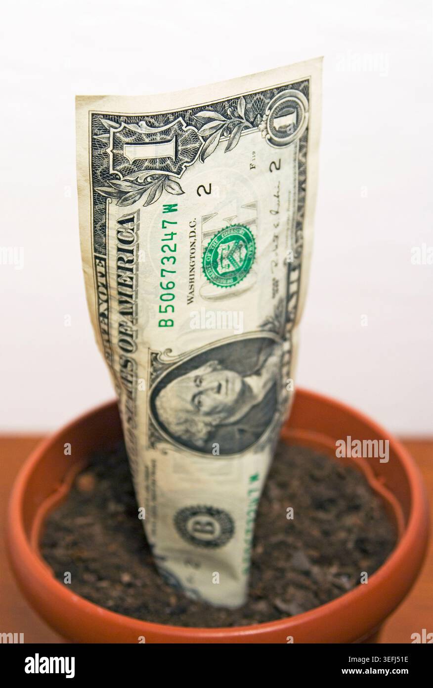 un dollaro usa che cresce nel vaso Foto Stock