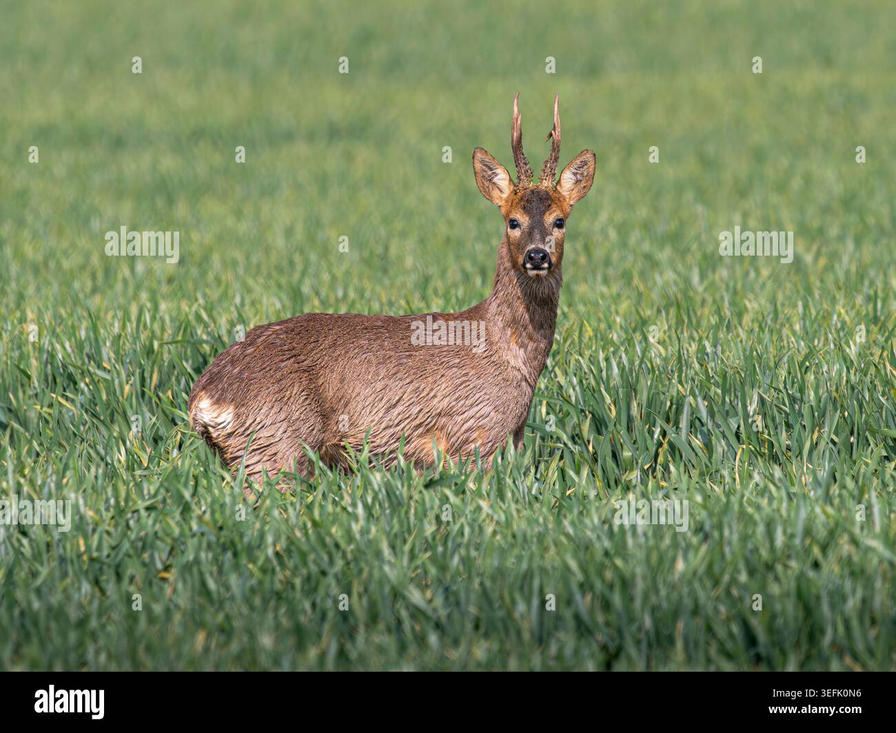 Maschio Roe Deer, noto anche come roebuck, (Capreolus capreolus) che si trova nel campo di grano invernale, il Fens, Cambridgeshire, Inghilterra Foto Stock