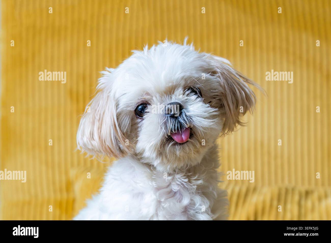 Un bellissimo cane shih tzu bianco seduto su un divano giallo Foto Stock