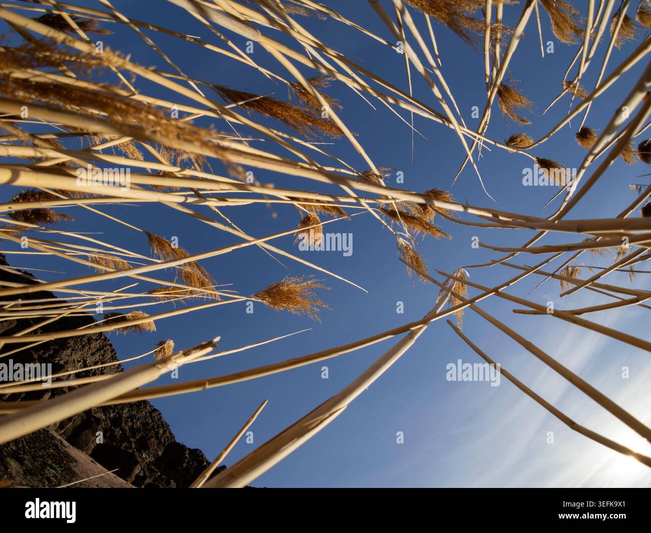 WA31116-00....WASHINGTON - le canne del lago lungo l'Ancient Lakes Trail nella Quincy Wildlife Recreation area. Foto Stock