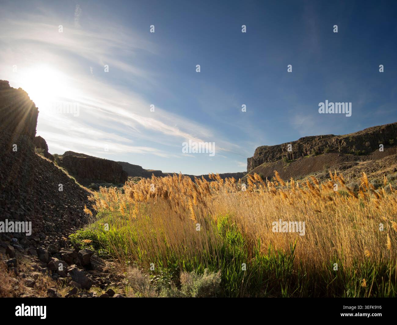WA31118-00....WASHINGTON - le canne del lago lungo l'Ancient Lakes Trail nella Quincy Wildlife Recreation area. Foto Stock