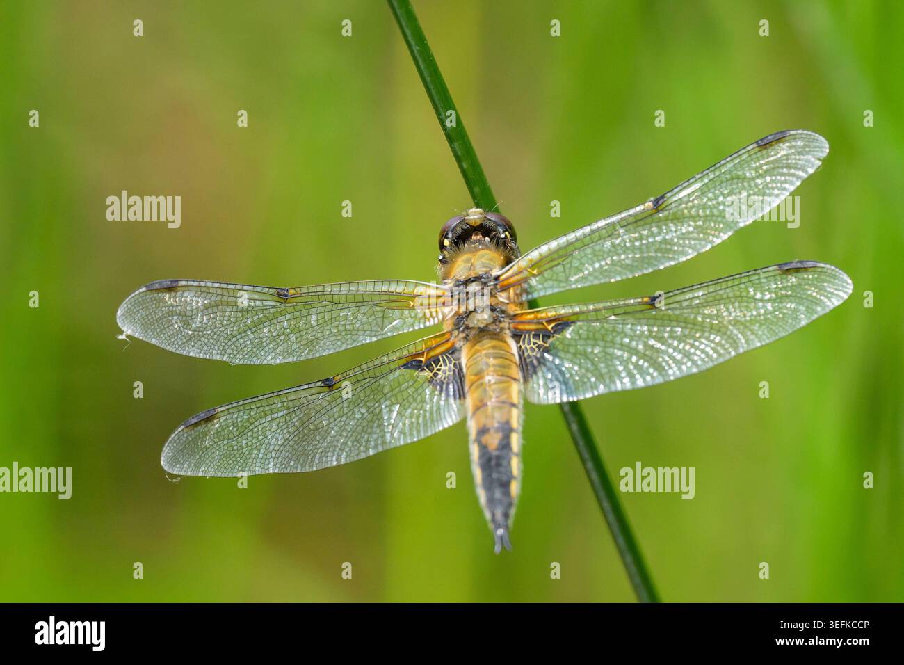 La libellula quadrimaculata di quattro inseguitori maculati poggia su un gambo verde con le ali sparse quattro inseguitori maculati Libellula quadrimaculata re Foto Stock