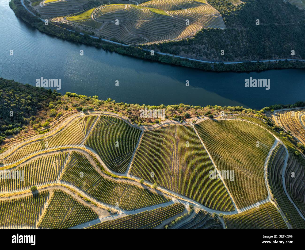Vista aerea del fiume Douro delimitato da vigneti geometrici e colline terrazzate nella valle del Douro in Portogallo. Foto Stock