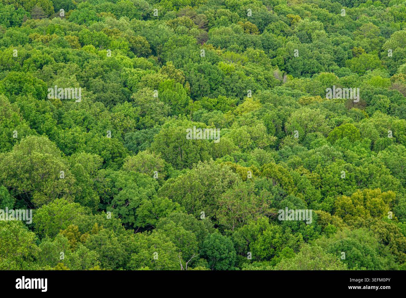 Paesaggio boschivo, sfondo a trama astratta, vista aerea della sommità del baldacchino Foto Stock