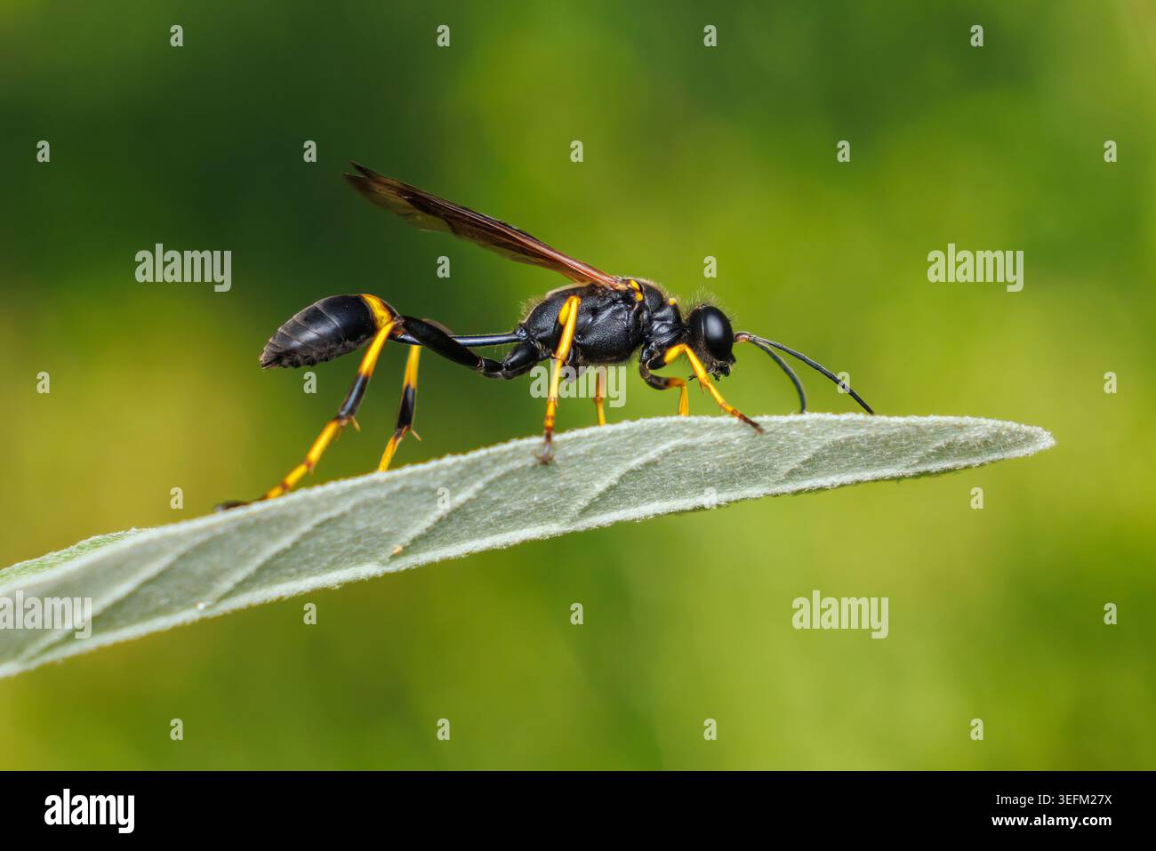 Vespa di fango con zampe gialle (Sceliphron caementarium) Foto Stock