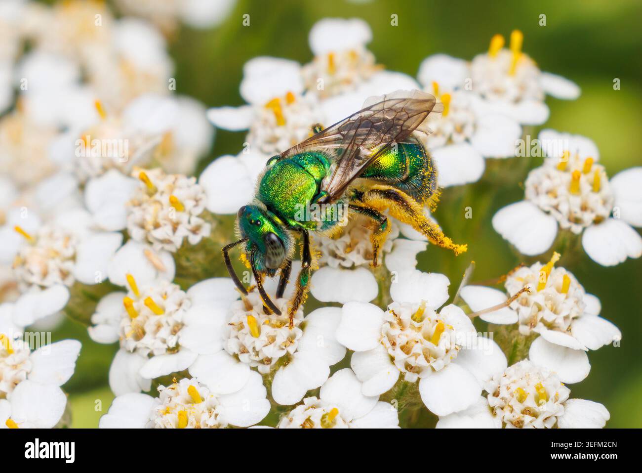 Sudore nordorientale (Augochloropsis viridula) Foto Stock