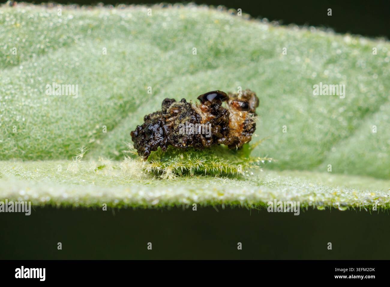 Larva di coleottero tartaruga di melanzane (Gratiana pallidula) con scudo fecale. Foto Stock