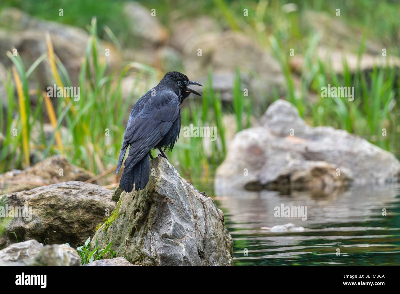 Corvo di Carrion Corvus corone che chiama dalla roccia accanto all'acqua, habitat paludoso, Regno Unito Foto Stock