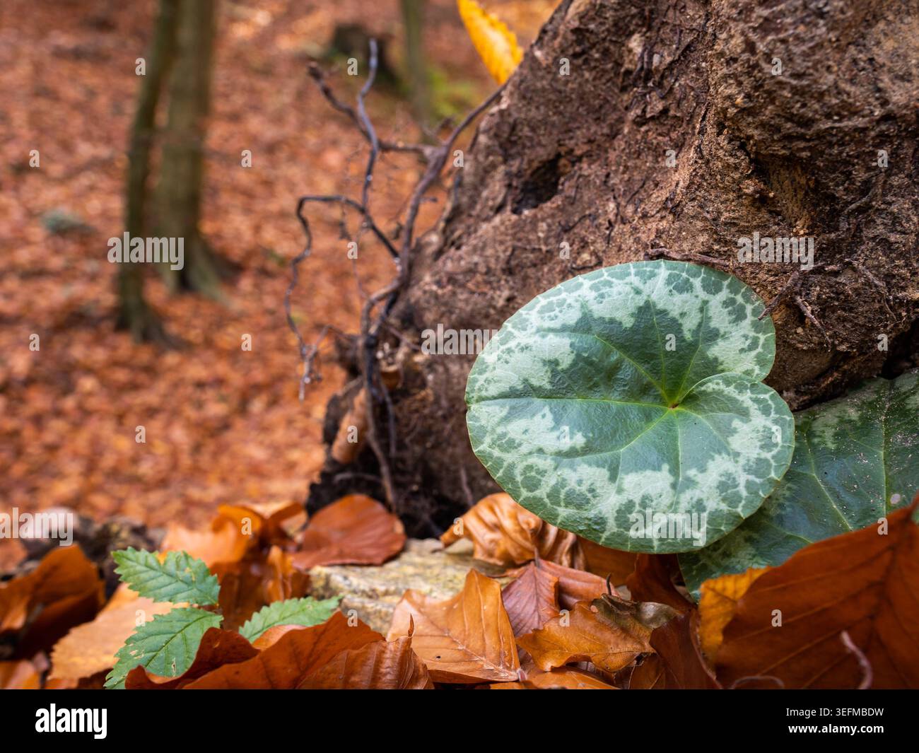 Foglie variegate di ciclamini di edera si annidano tra le radici degli alberi e le foglie di faggio in autunno ciclamino di edera ciclamino ciclamino hederifolium cuore variegato S Foto Stock