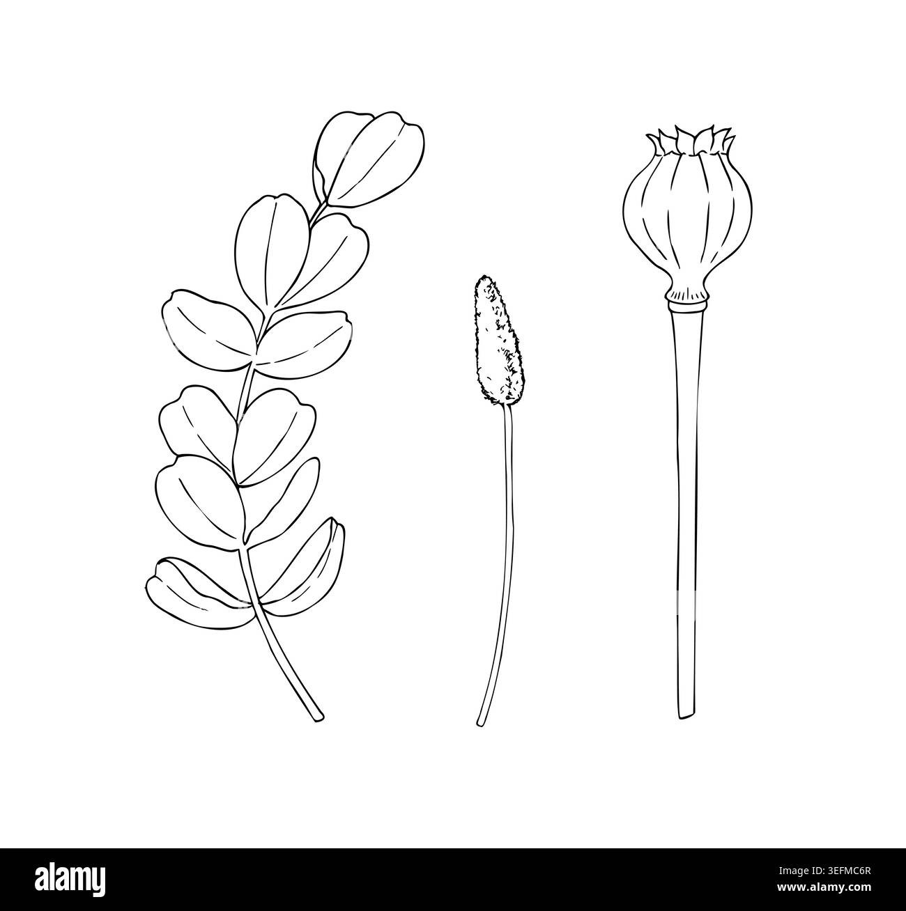 Teste di papavero essiccate al vettore, set grafico di eucalipto, illustrazione semplice e isolata disegnata a mano. natale botanico, inverno e clipart di nozze. Per Illustrazione Vettoriale