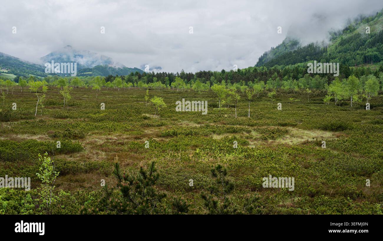 Brughiera alpina con betulle e nuvole basse nella valle di Pyhrn Ennstal estate Un paesaggio brughiero alpino con brughiera ricoperto di bassi mirtilli Foto Stock