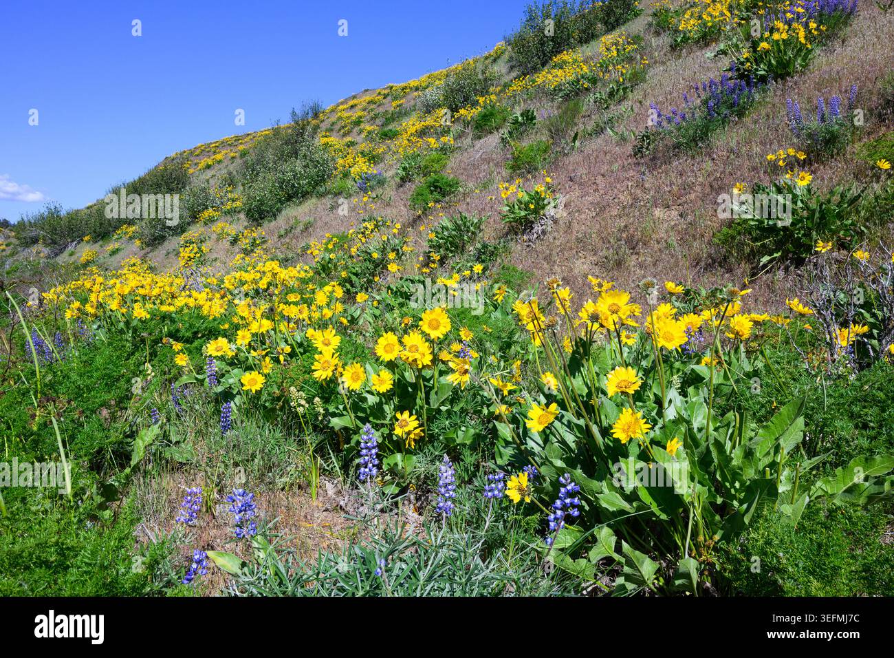 Balsamroot e lupino primaverili fiori selvatici sotto il cielo blu nel nord-ovest Pacifico Foto Stock