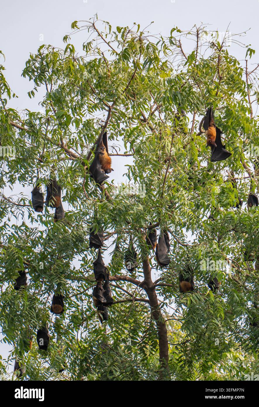 Pipistrelli che gironzolano in un albero al sole del pomeriggio Foto Stock