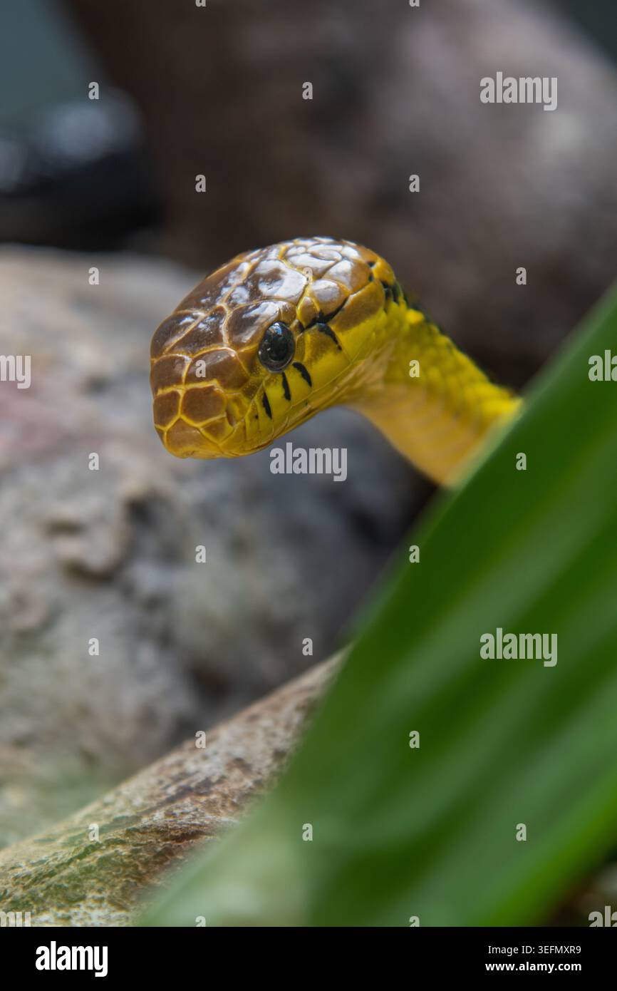 Un sorprendente serpente amazzonico giallo (Spilotes sulfureus) sbircia da dietro il fogliame, mostrando i suoi motivi e le sue texture uniche. Foto Stock
