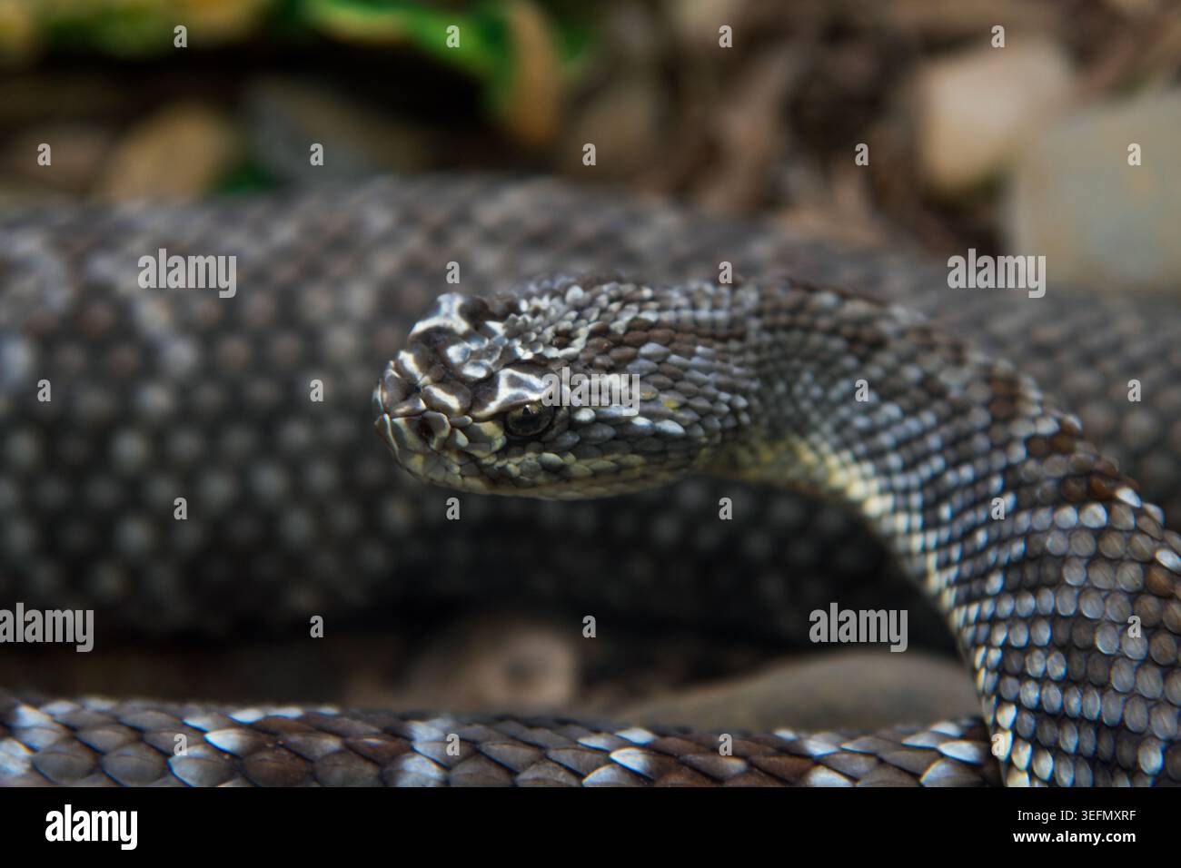 Un serpente a sonagli venezuelano (Crotalus pifanorum) con un corpo a fantasia guarda lateralmente lo spettatore. Foto Stock