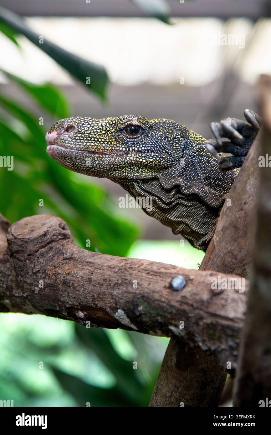 In un momento sereno, un coccodrillo (Veranus salvadorii) della nuova Guinnea poggia su un ramo robusto, circondato da foglie verdi vivide. Sole filtrato Foto Stock