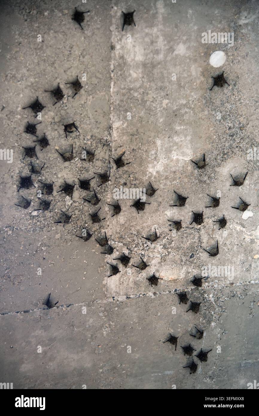I pipistrelli brasiliani cacciano in gruppi familiari. Le femmine riproduttrici e i giovani pipistrelli hanno diritto alle aree di foraggio più ricche. I maschi dominanti difendono Foto Stock