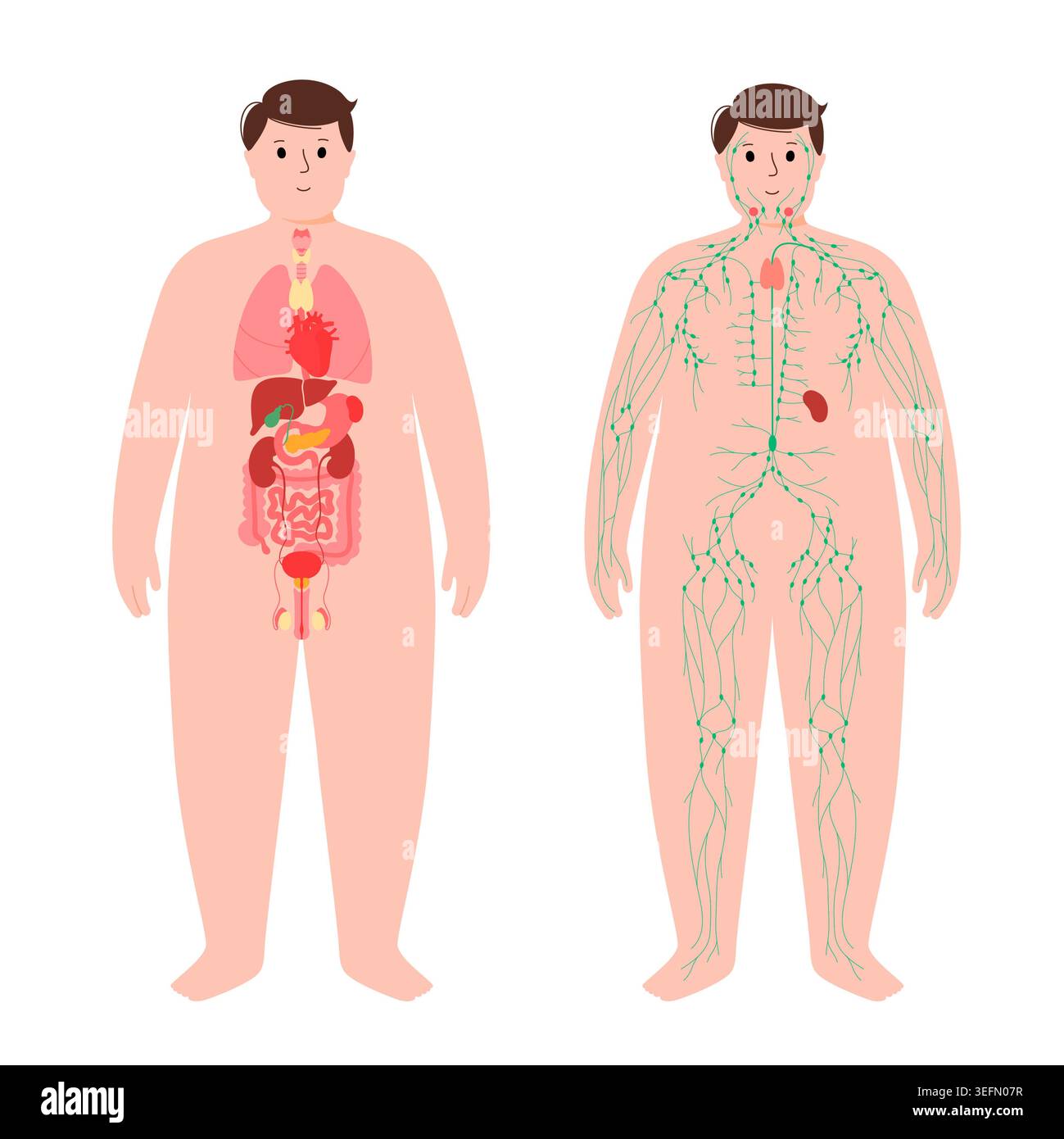 Organi e sistema linfatico, illustrazione. Foto Stock