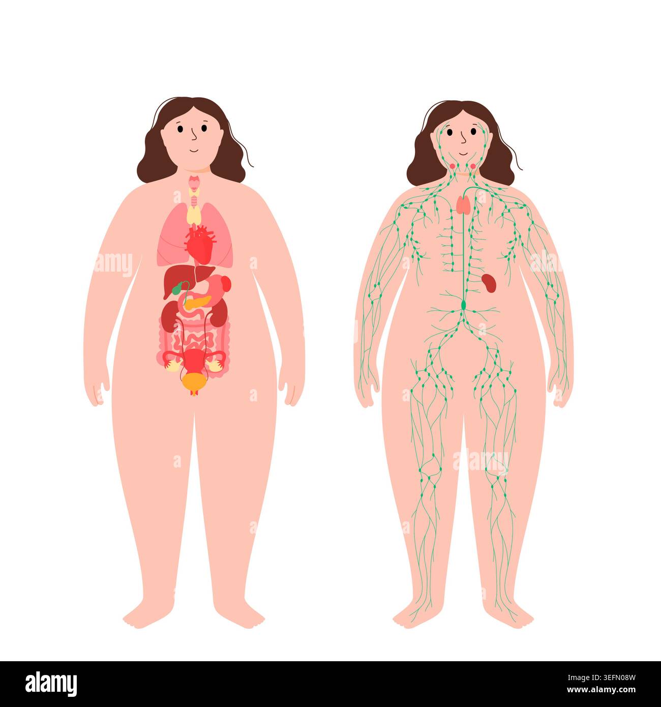 Organi e sistema linfatico, illustrazione. Foto Stock