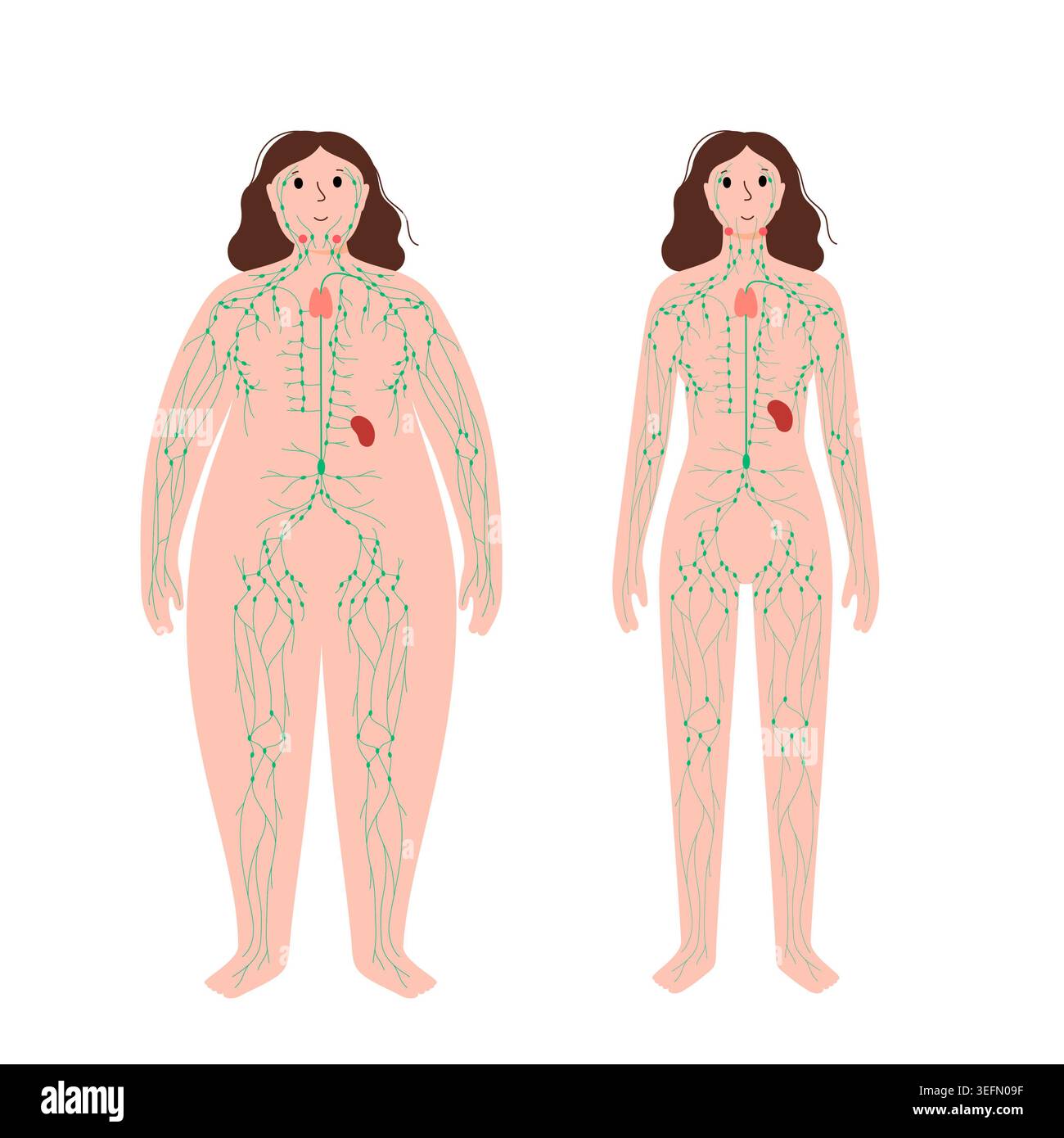 Sistema linfatico, illustrazione. Foto Stock