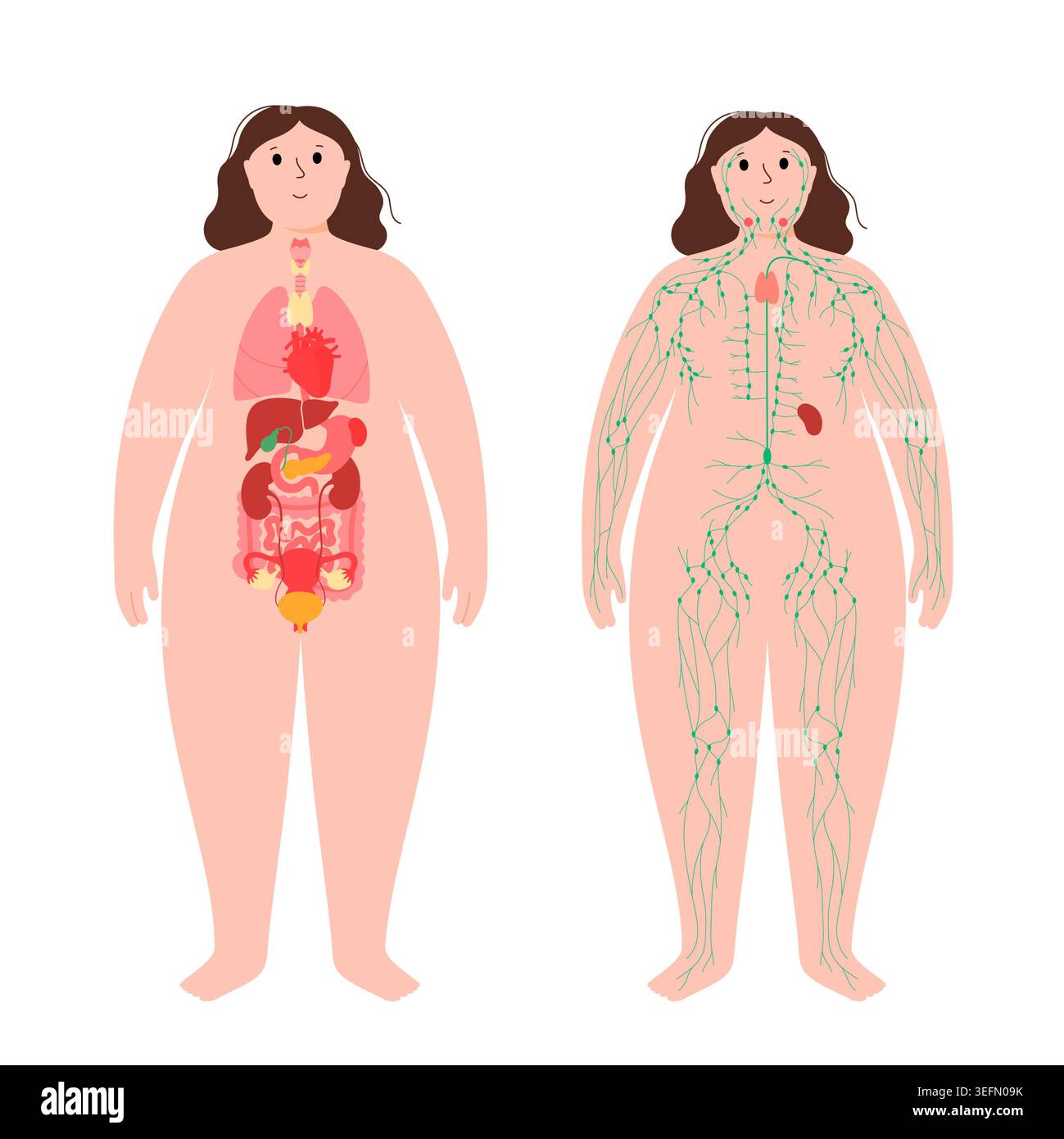 Organi e sistema linfatico, illustrazione. Foto Stock