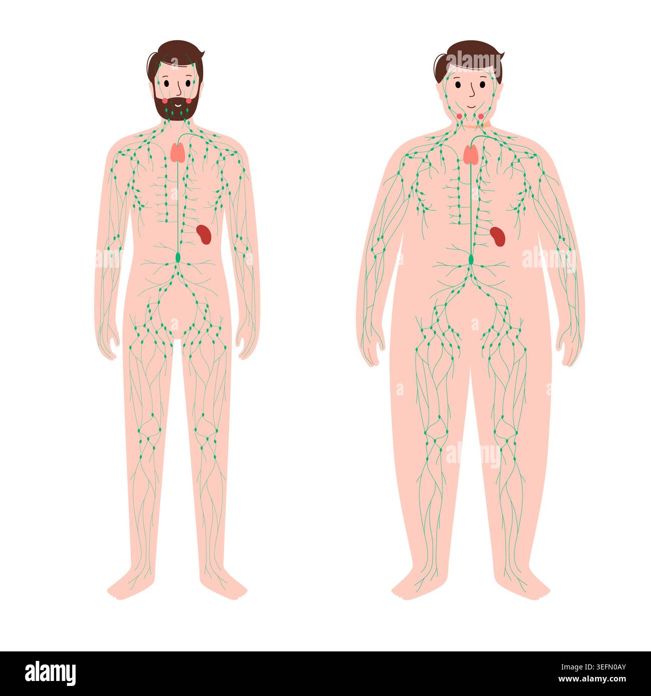 Sistema linfatico, illustrazione. Foto Stock